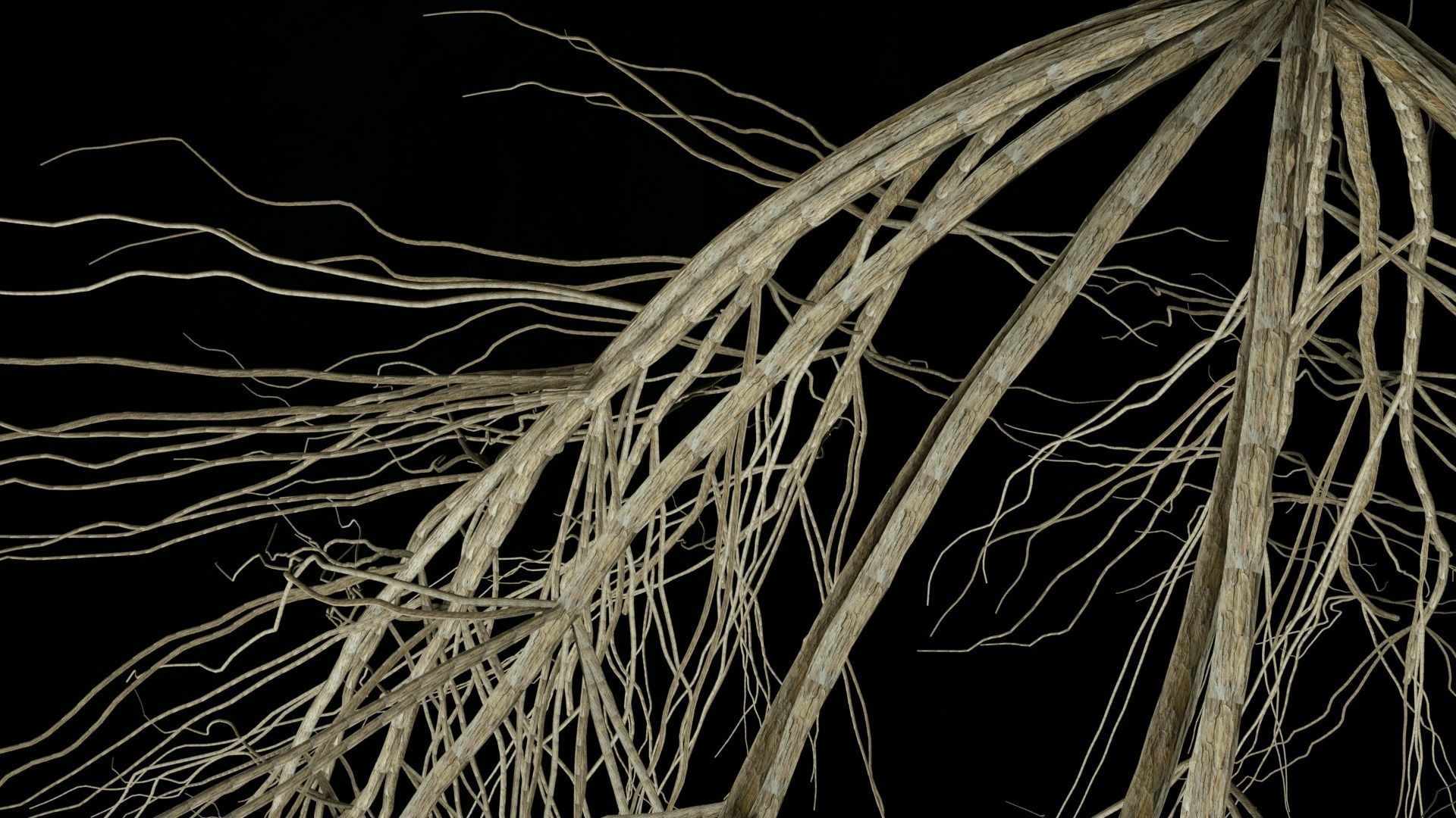3D Wheat Root - growth animation 3D model_9