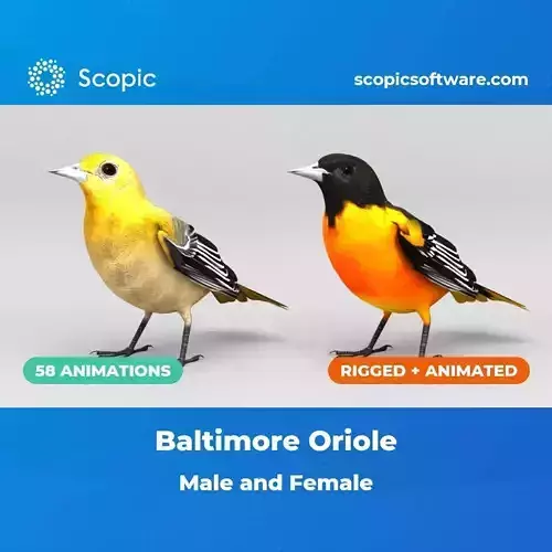 3D Bird Pack Baltimore Oriole Male and Female Low-poly 3D model