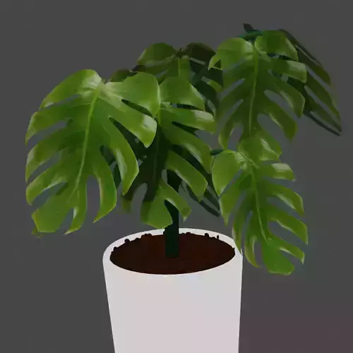 Swiss cheese plant 3D model