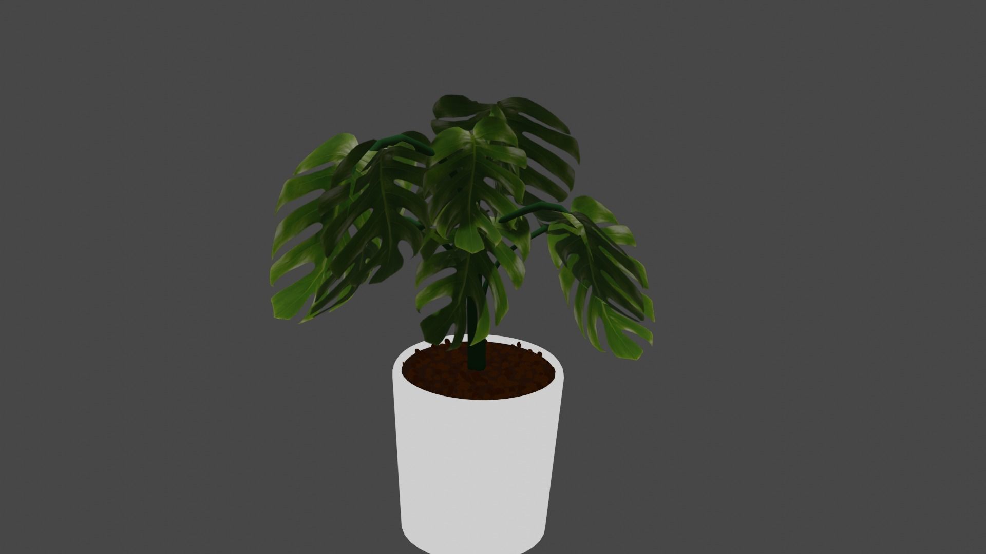 Swiss cheese plant 3D model_17
