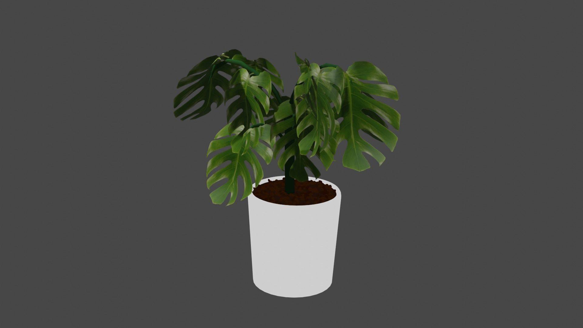 Swiss cheese plant 3D model_18