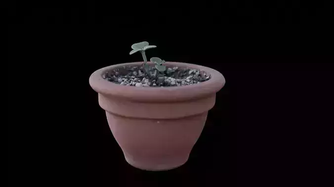 Photoscanned Succulent Plant in Terracotta Pot with Dirt