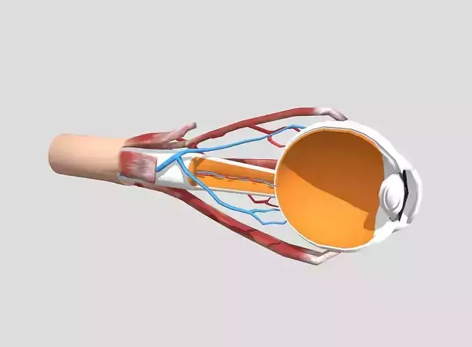 Eye Anatomy