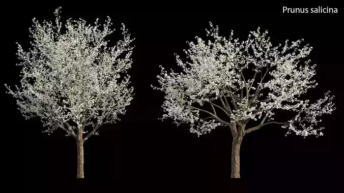 Prunus salicina - Chinese Plum - Japanese Plum 01