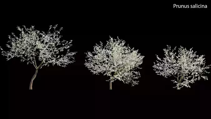 Prunus salicina - Chinese Plum - Japanese Plum 02