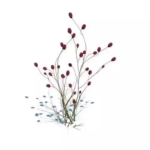 Plant Sanguisorba Obtusa