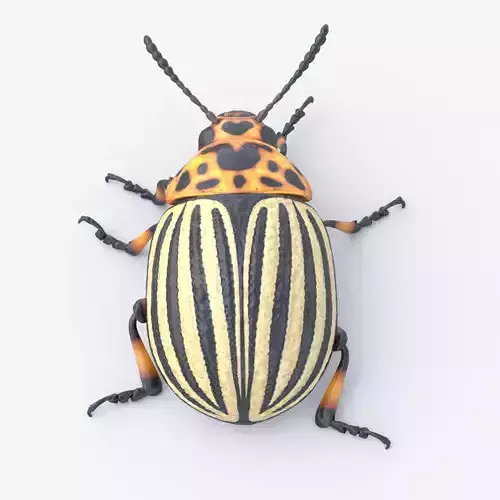 Colorado Potato Beetle Light