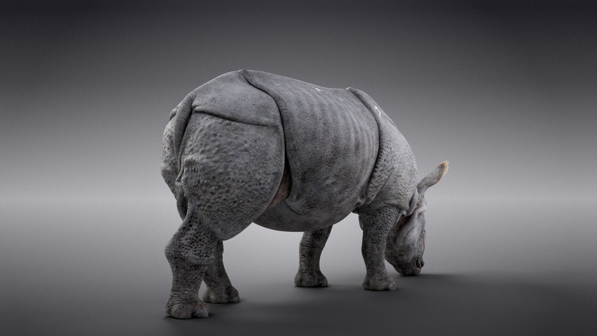 Indian Rhinoceros Rigged  VFX Grace 3D model_8