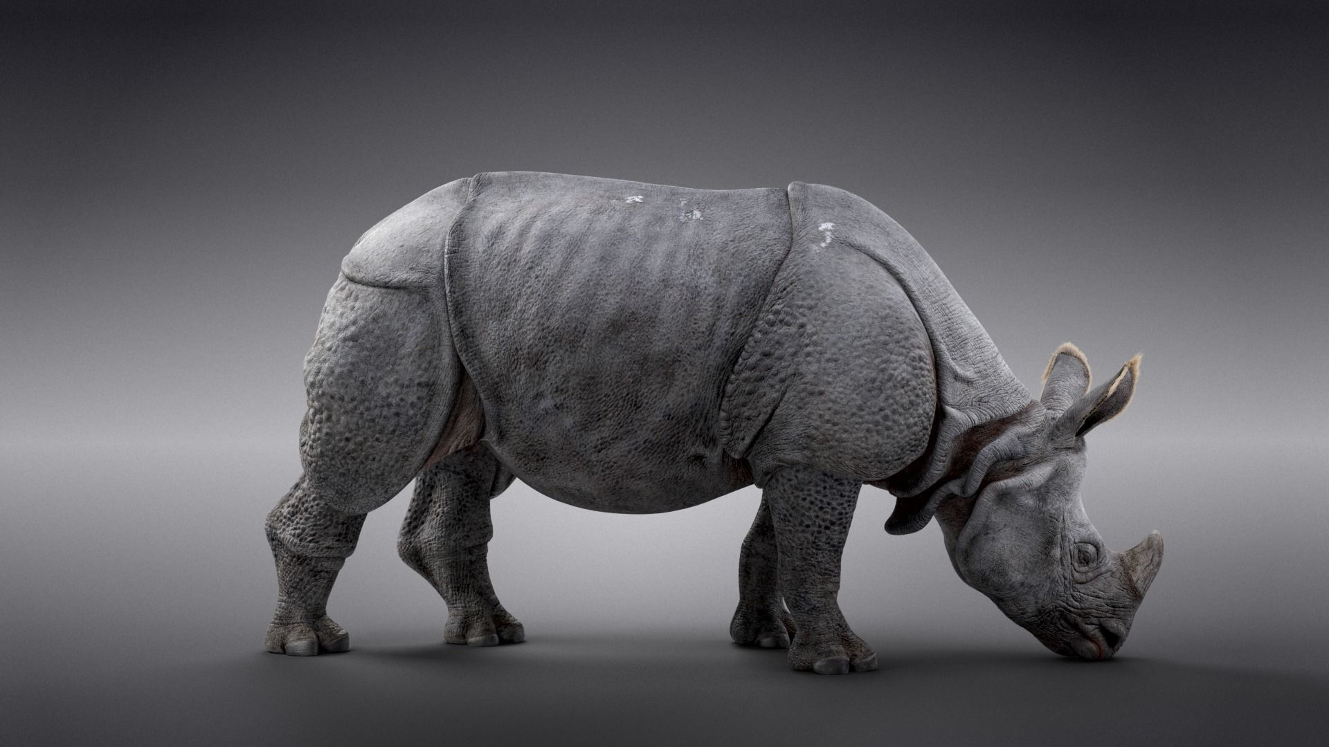 Indian Rhinoceros Rigged  VFX Grace 3D model_7