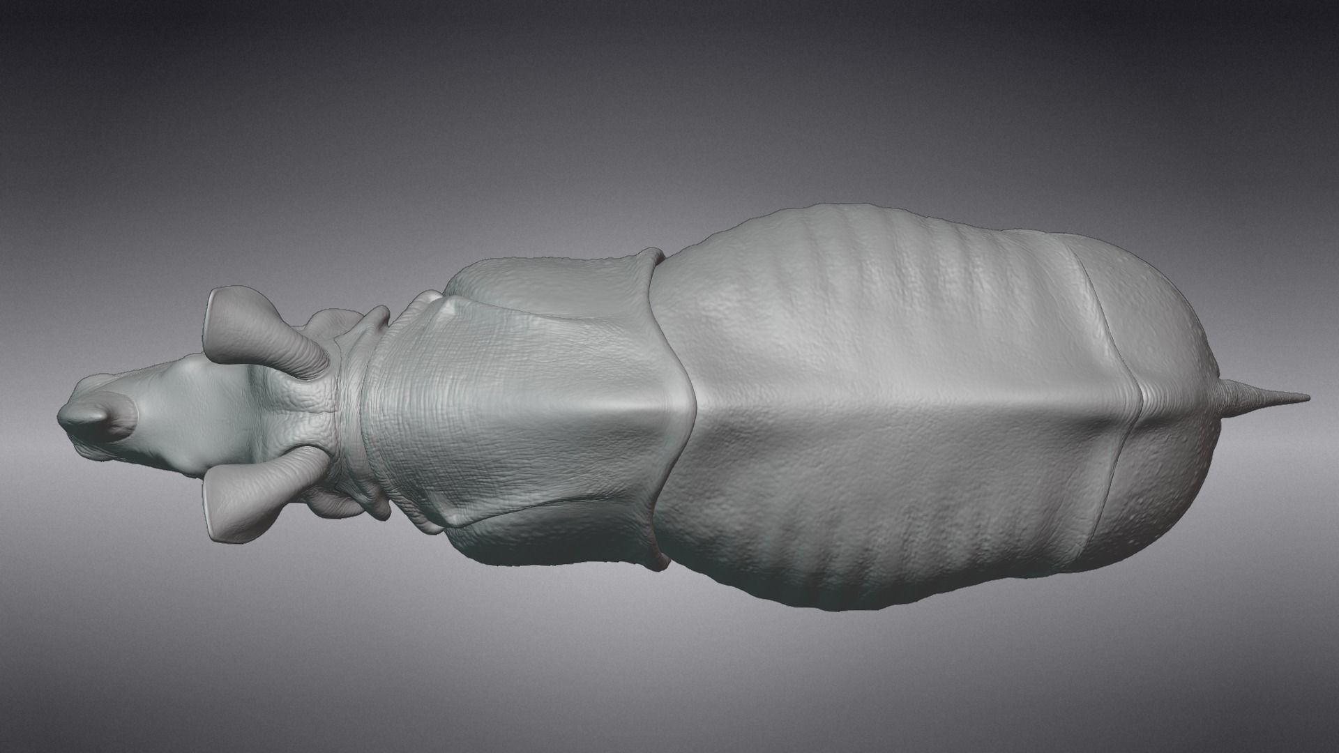 Indian Rhinoceros Rigged  VFX Grace 3D model_14