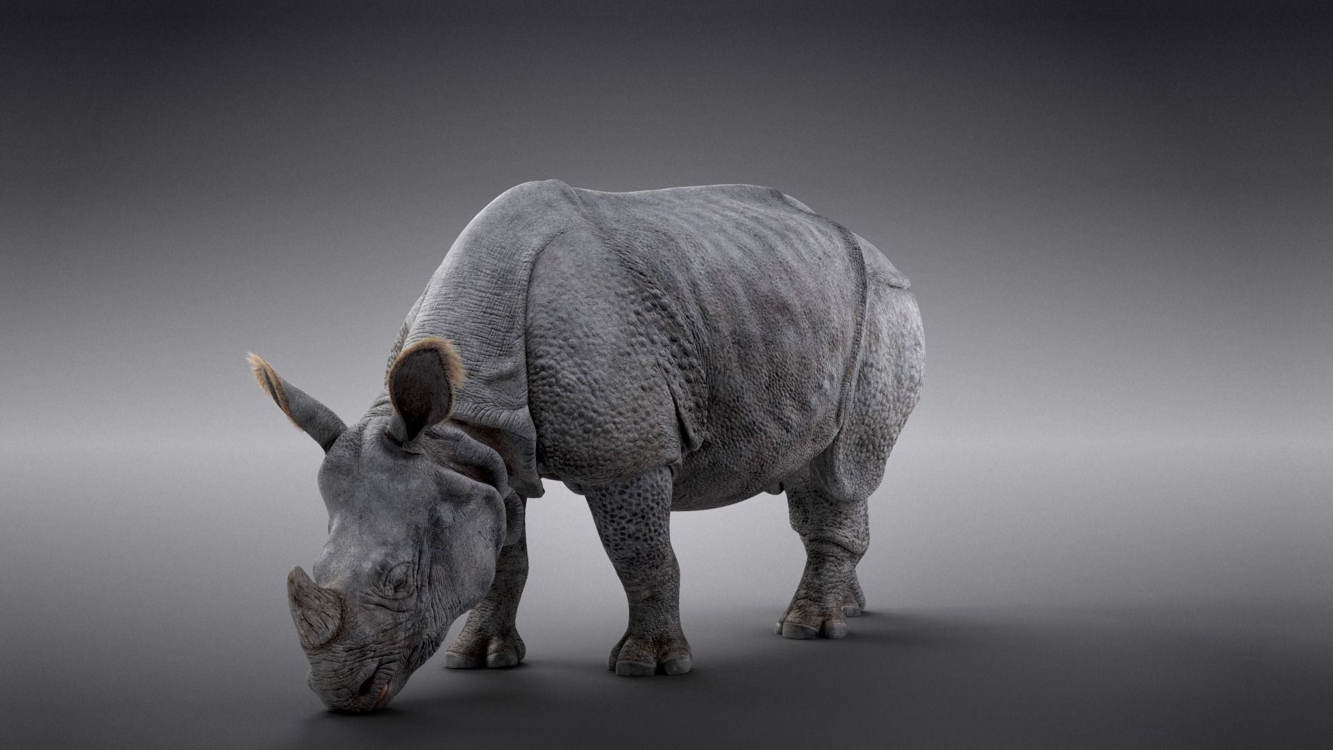 Indian Rhinoceros Rigged  VFX Grace 3D model_5