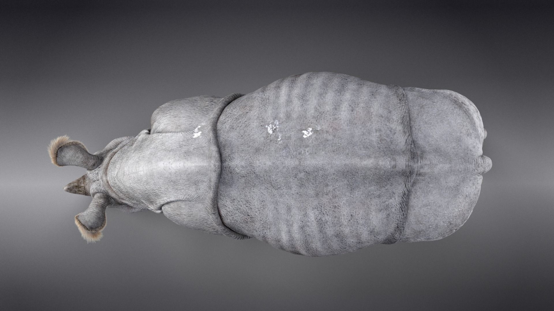 Indian Rhinoceros Rigged  VFX Grace 3D model_9