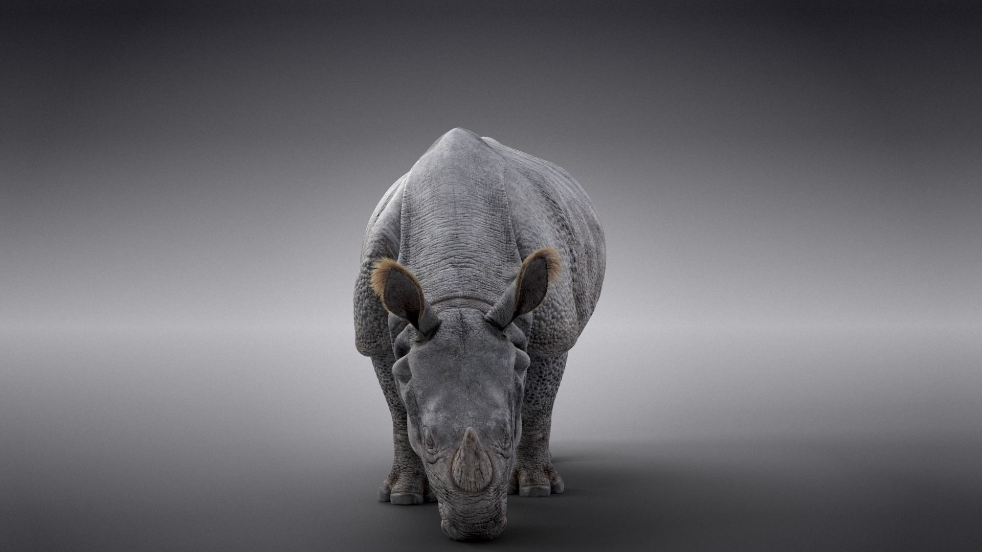 Indian Rhinoceros Rigged  VFX Grace 3D model_6