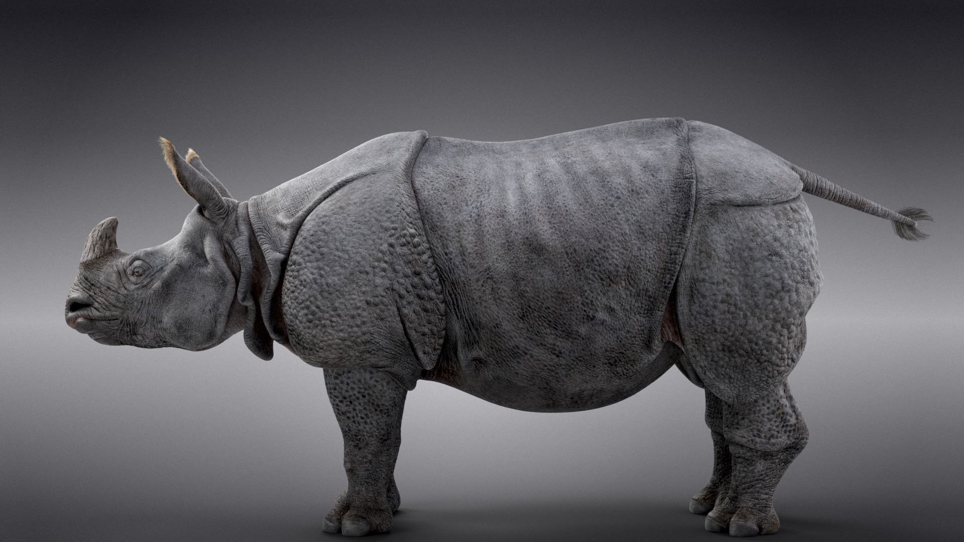 Indian Rhinoceros Rigged  VFX Grace 3D model_10