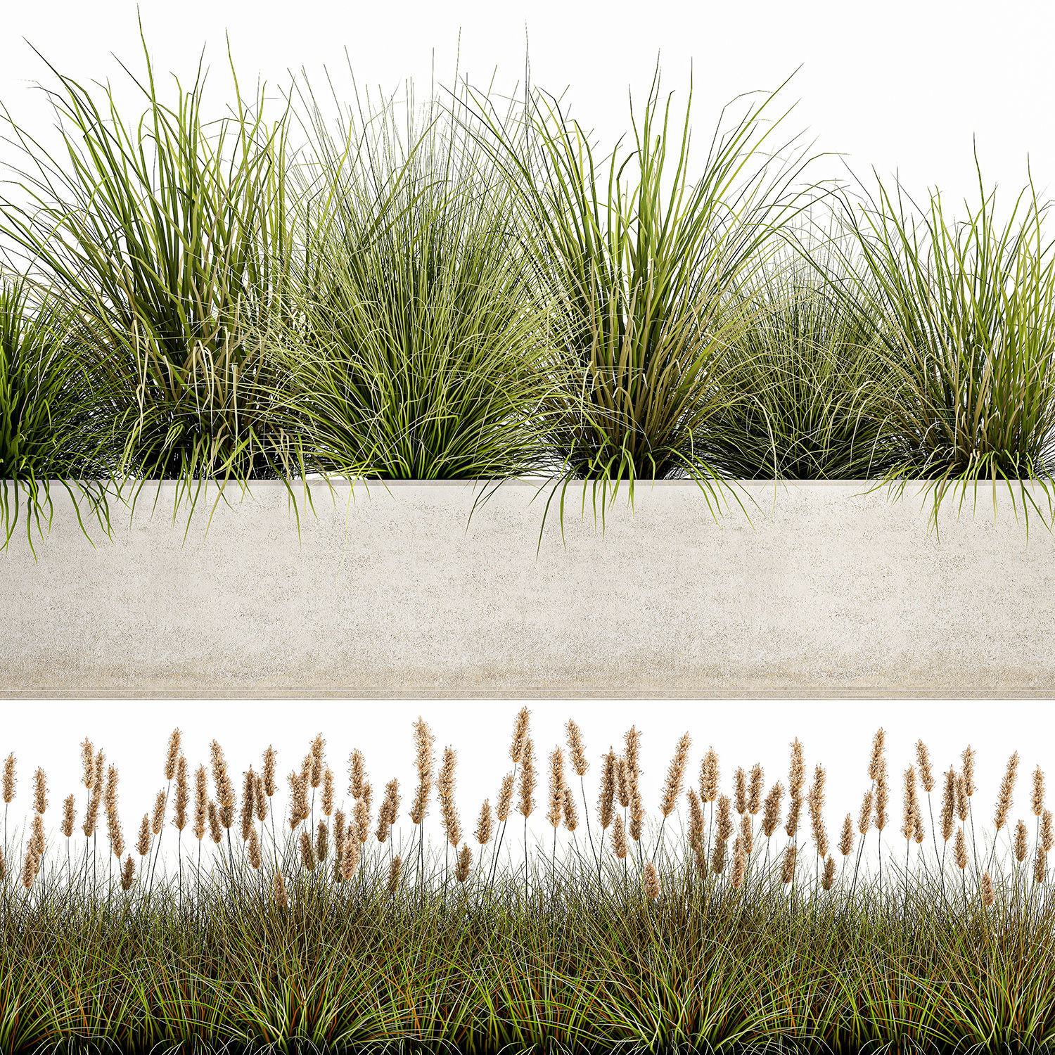 Potted reeds for landscaping 1075 3D model_2