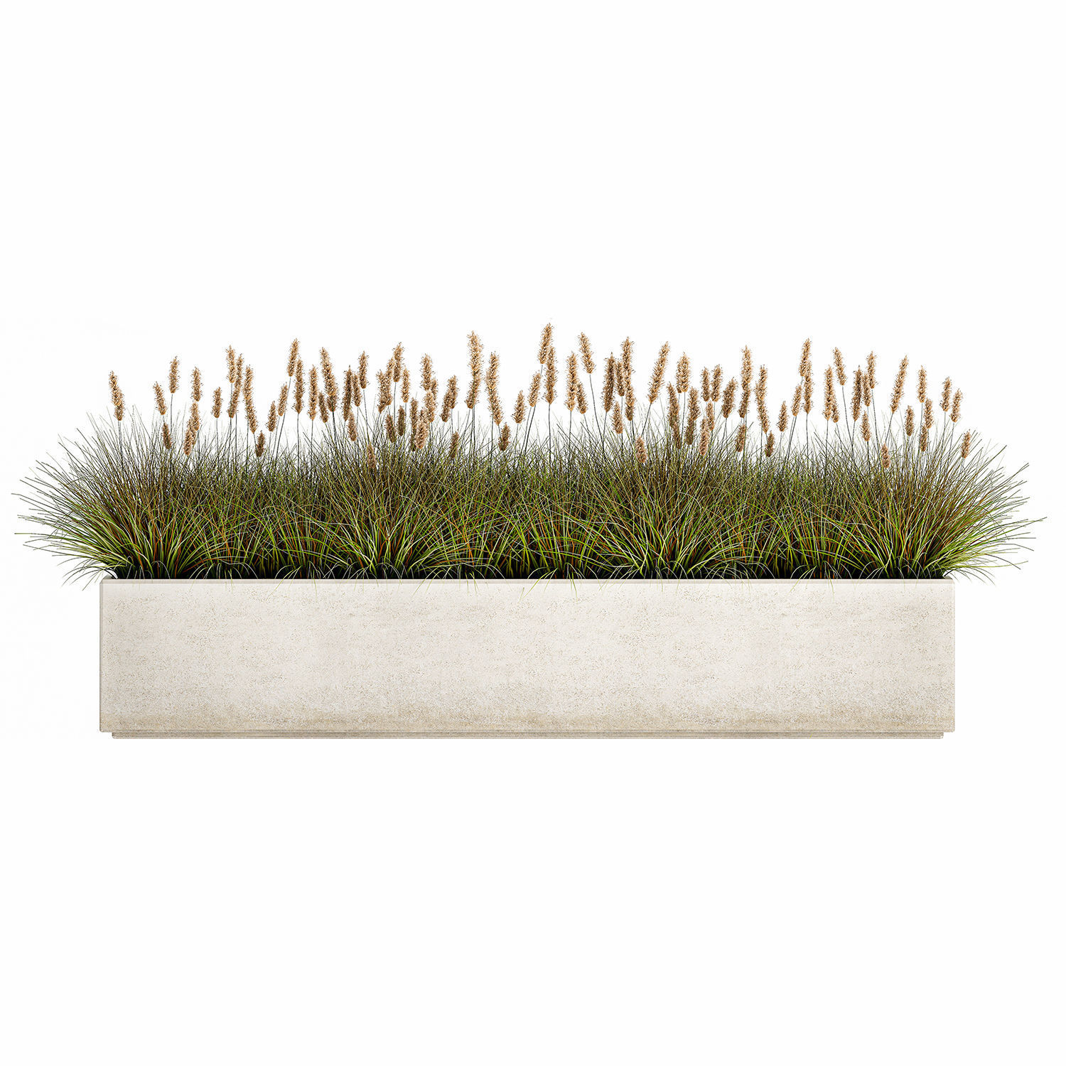 Potted reeds for landscaping 1075 3D model_4