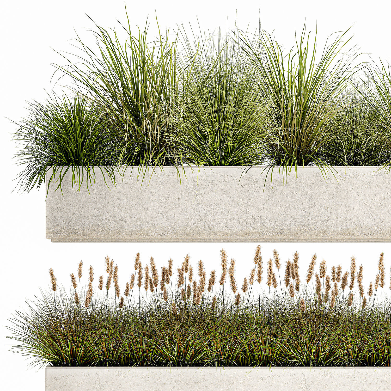 Potted reeds for landscaping 1075 3D model_1