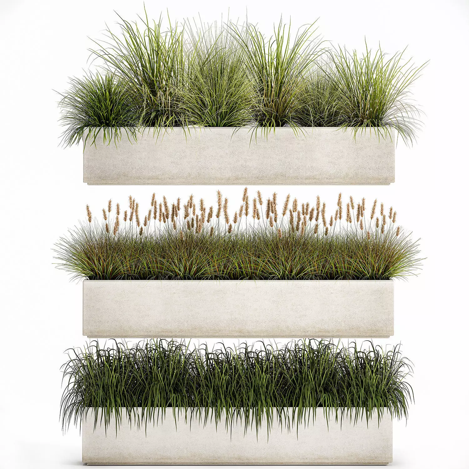 Potted reeds for landscaping 1075 3D model_0