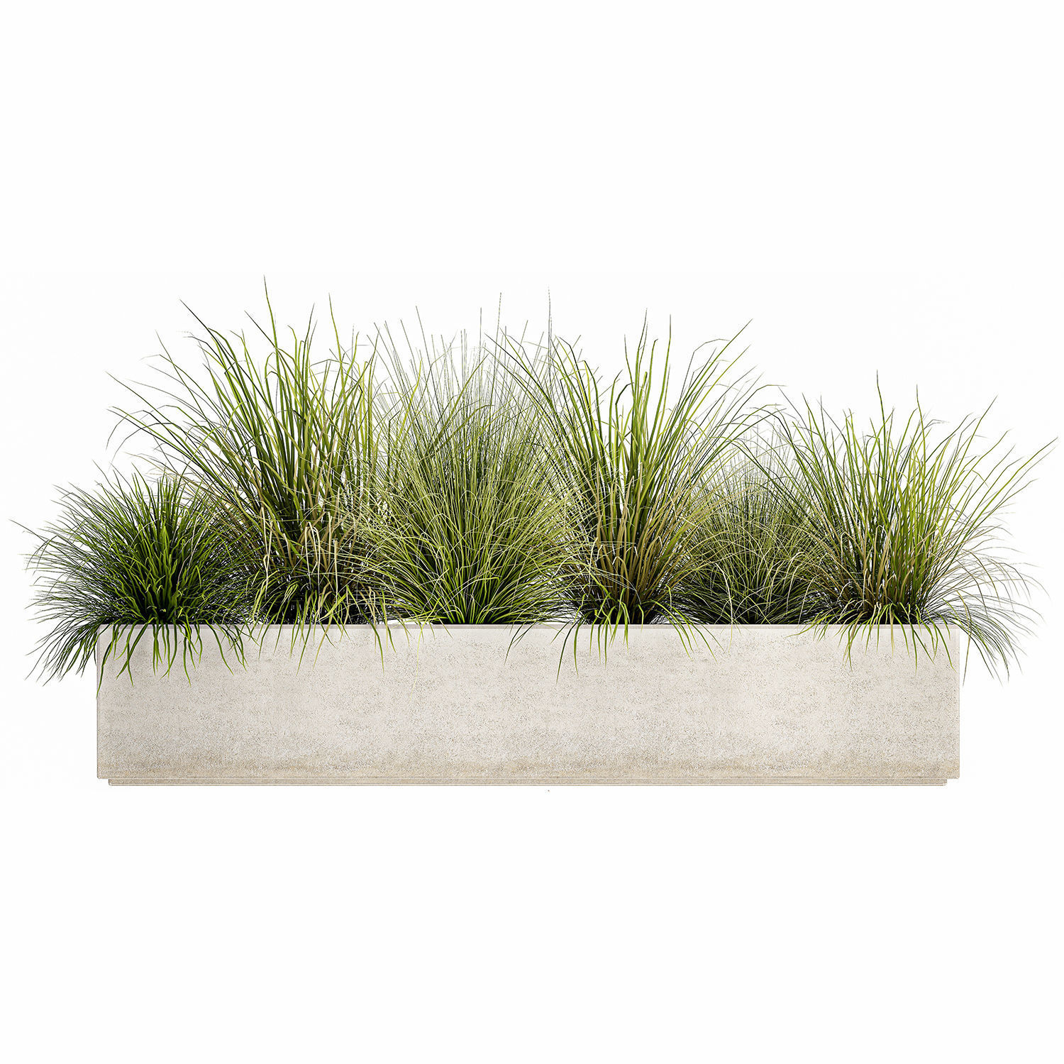 Potted reeds for landscaping 1075 3D model_3
