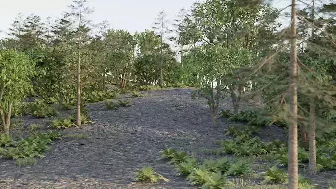 Forest with trees and grass