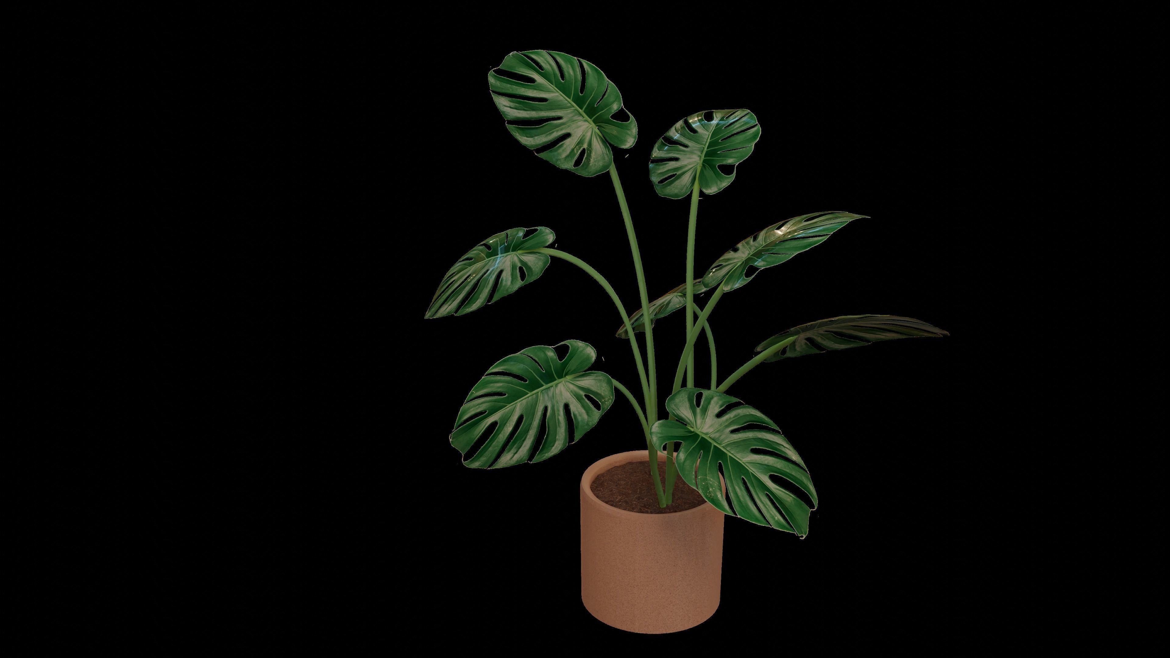 Modern exotic plant in a terracotta pot Low-poly 3D model_2