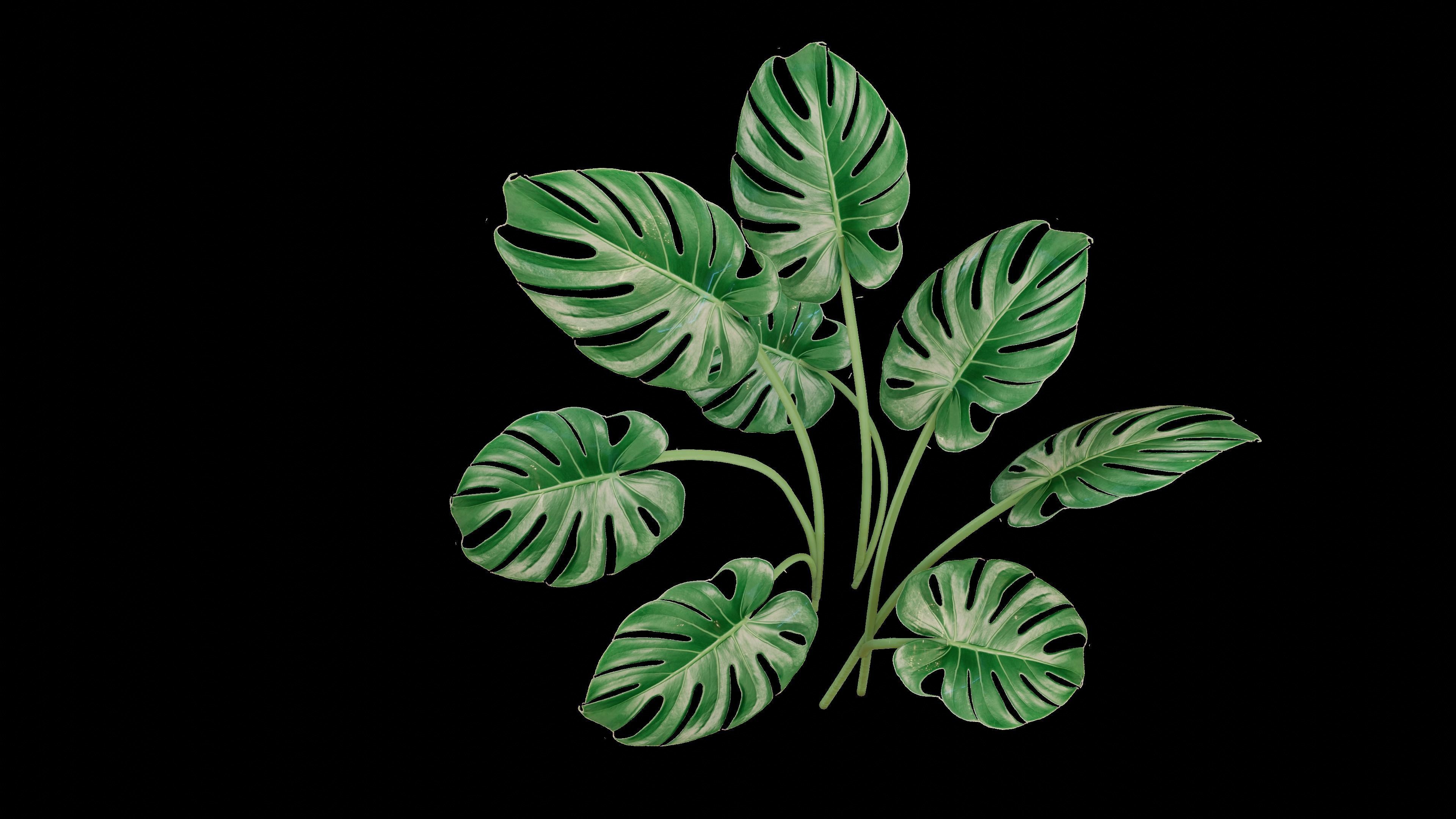 Modern exotic plant in a terracotta pot Low-poly 3D model_4