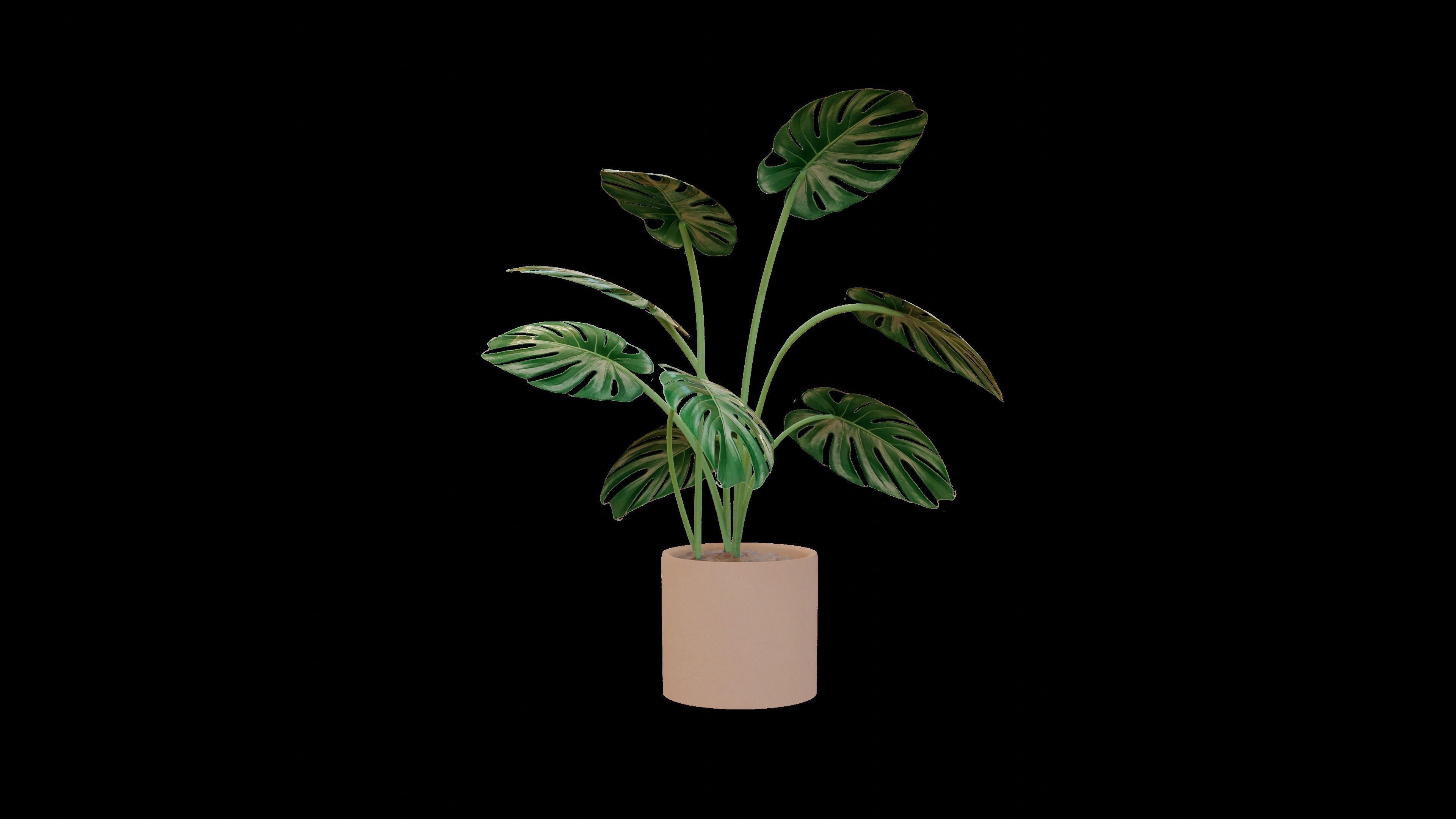 Modern exotic plant in a terracotta pot Low-poly 3D model_1