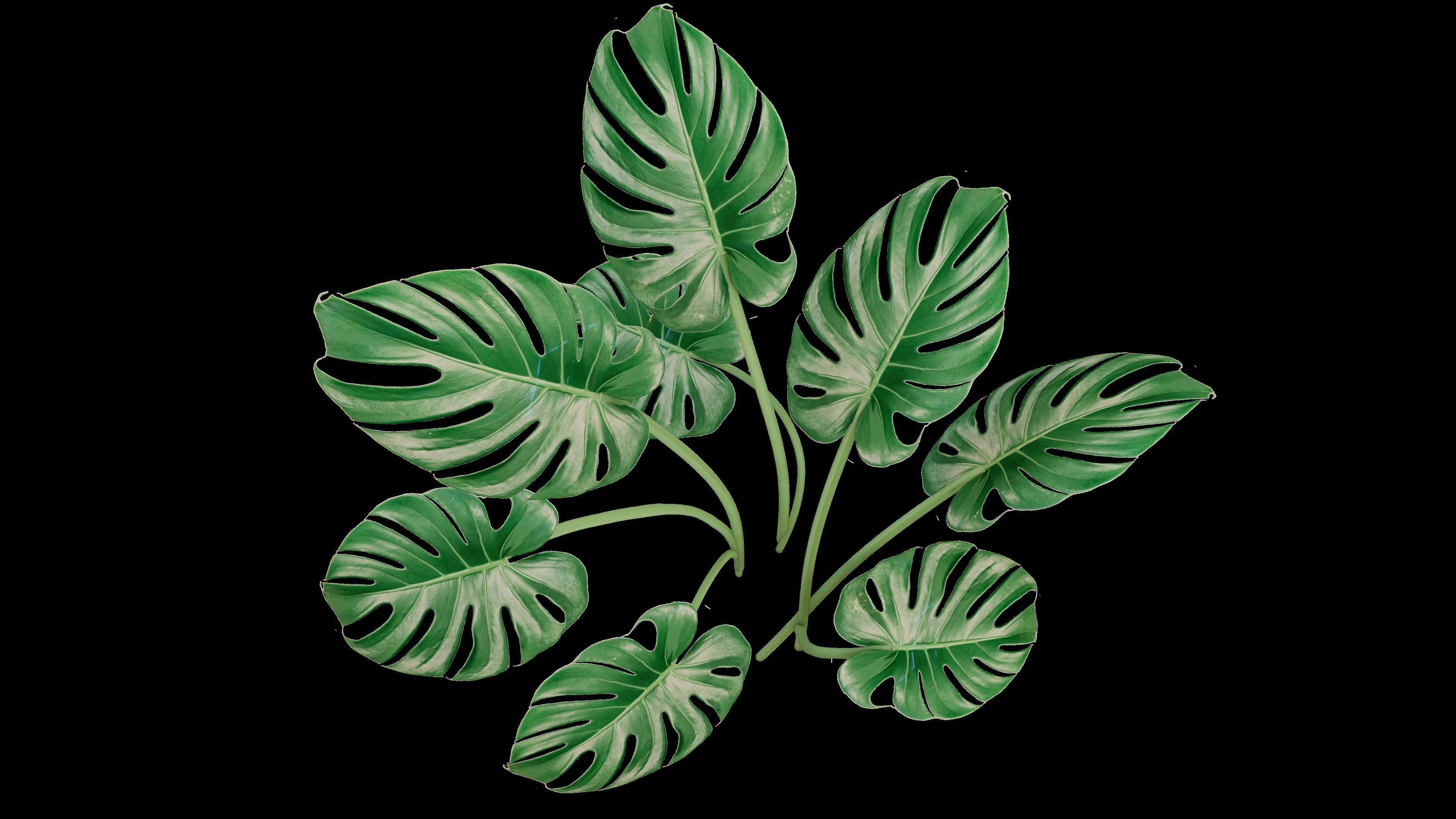 Modern exotic plant in a terracotta pot Low-poly 3D model_8