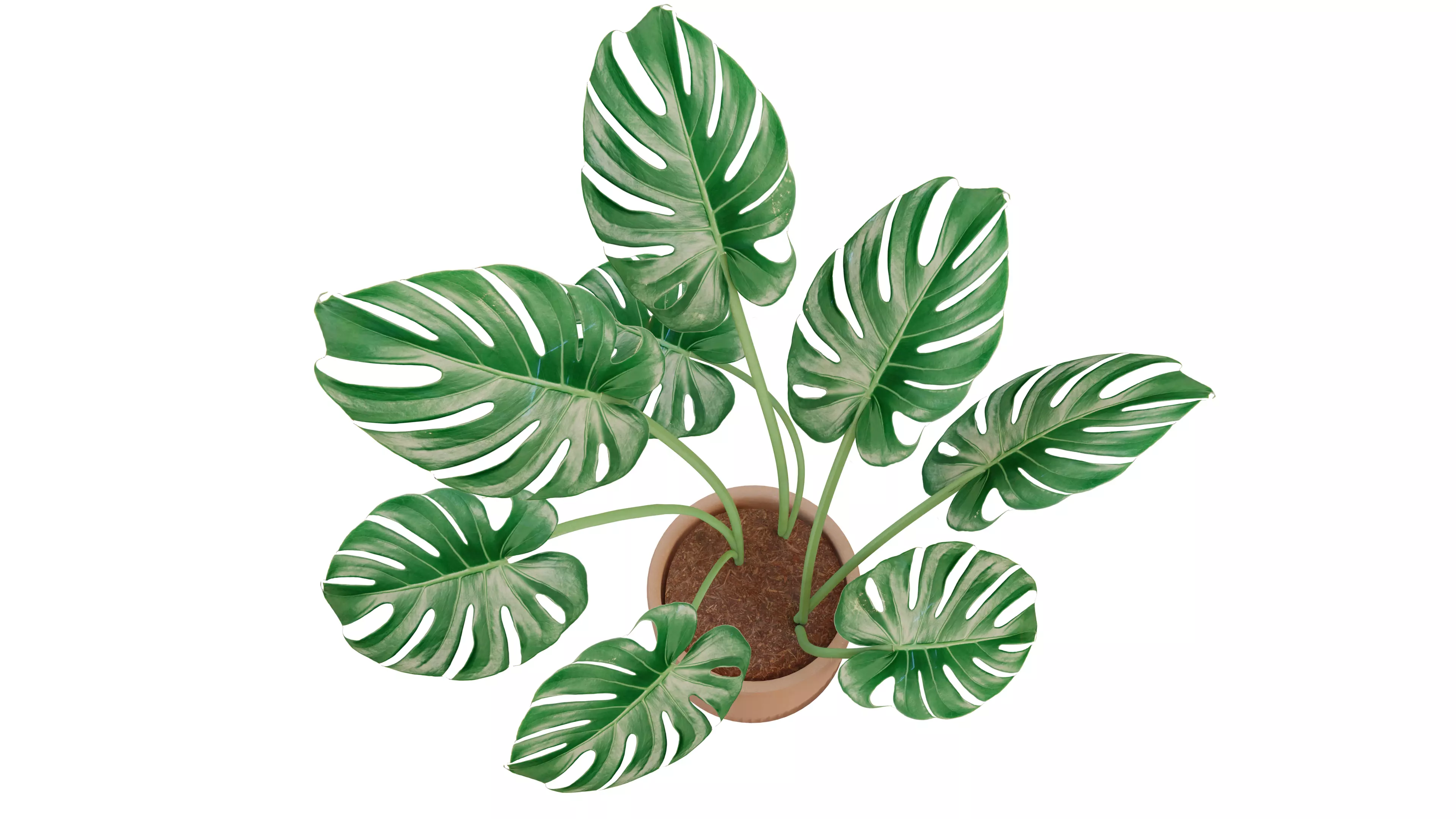 Modern exotic plant in a terracotta pot Low-poly 3D model_0