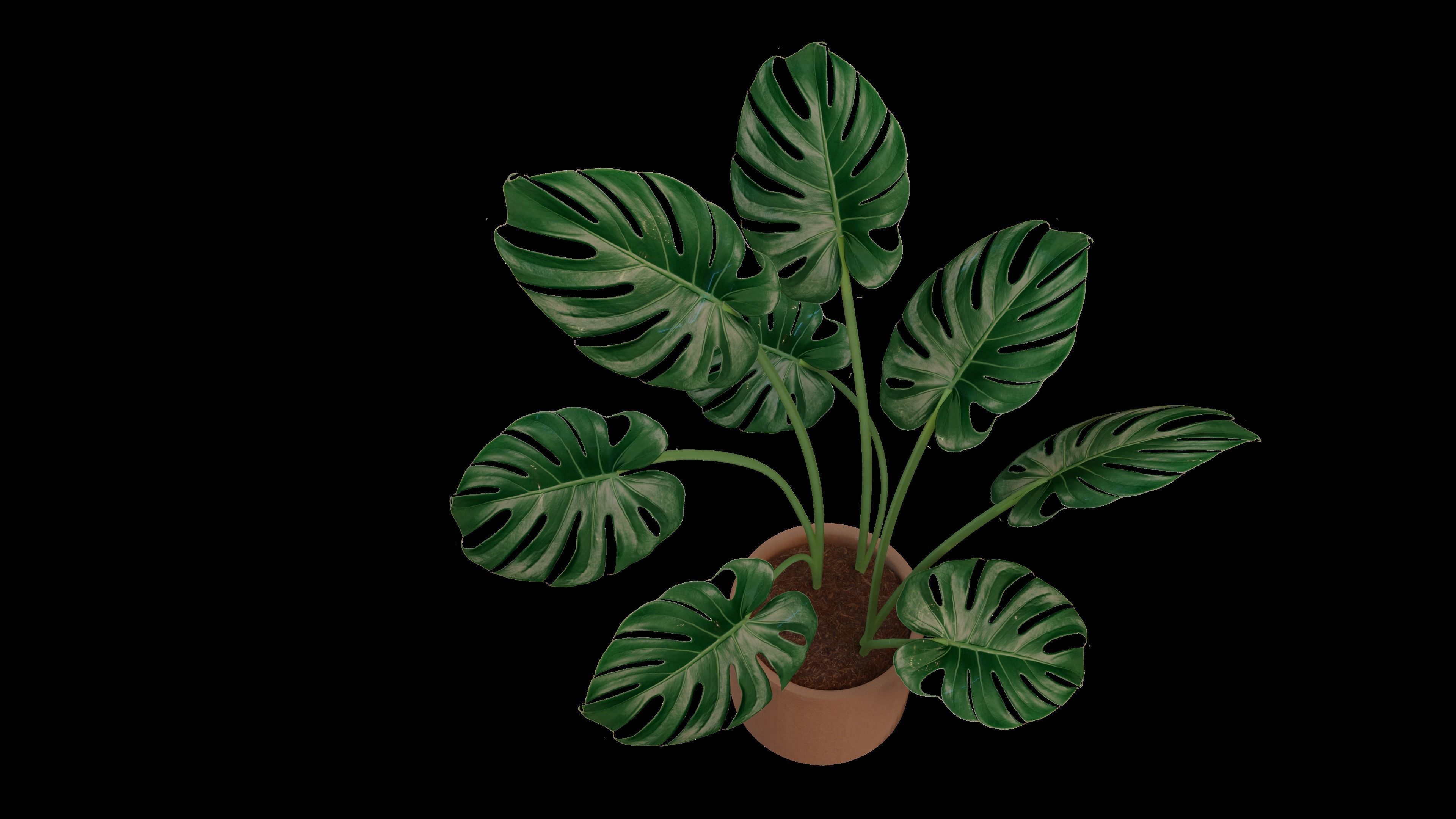 Modern exotic plant in a terracotta pot Low-poly 3D model_10