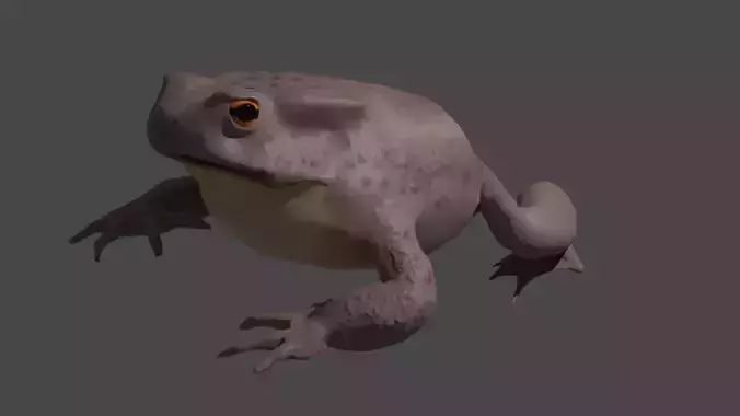 common toad Low-poly 3D model