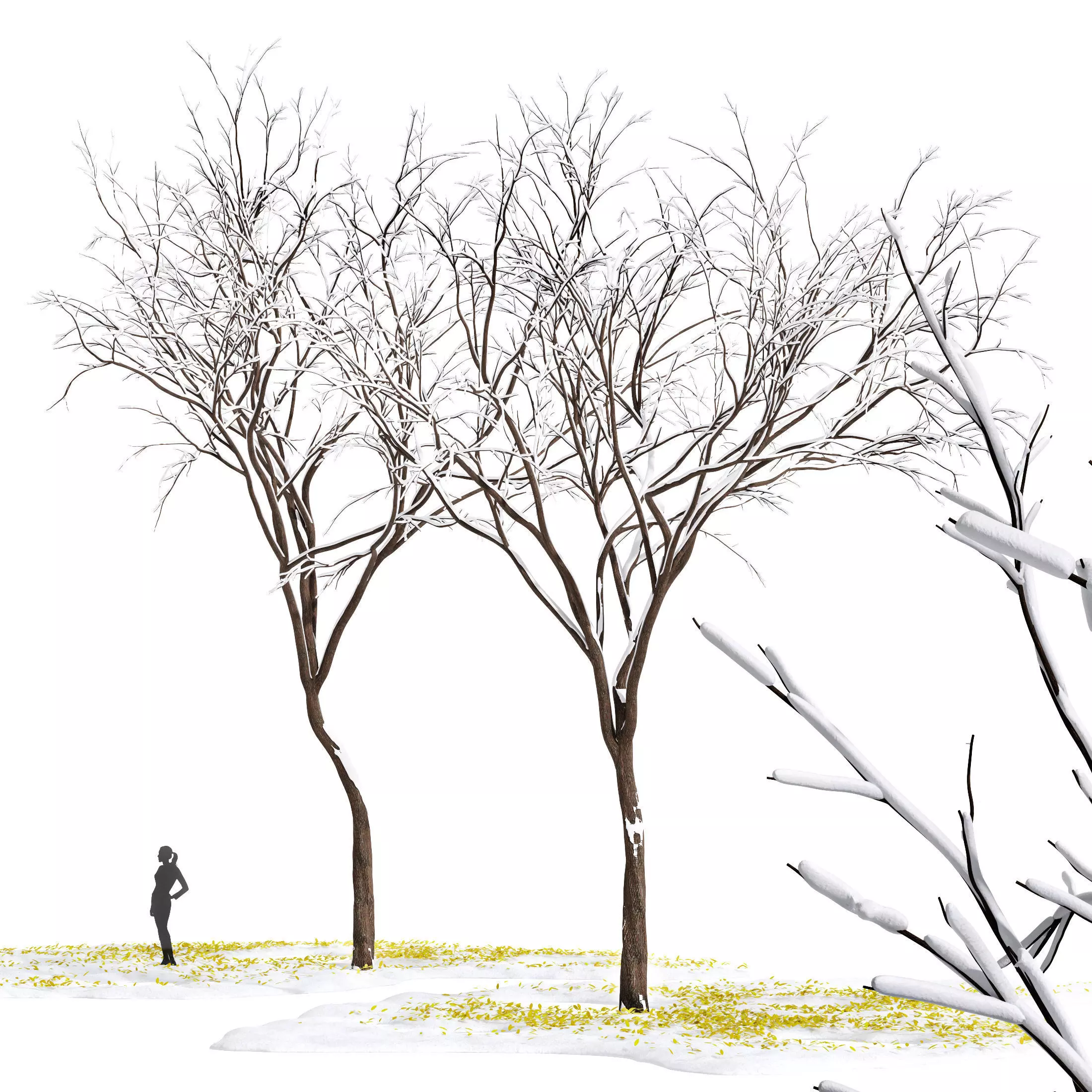 Real Tree Quercus serrata Winter Free 3D model