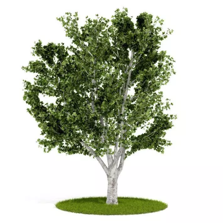 Green Leafed Plant 3D model_0