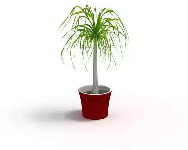 Potted Palm Tree