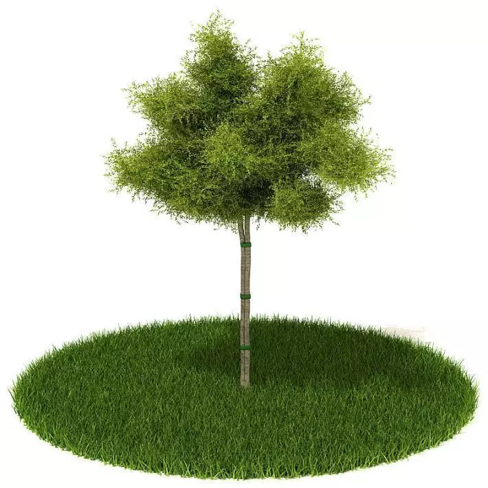 Green Leafed Tree 3D model_0