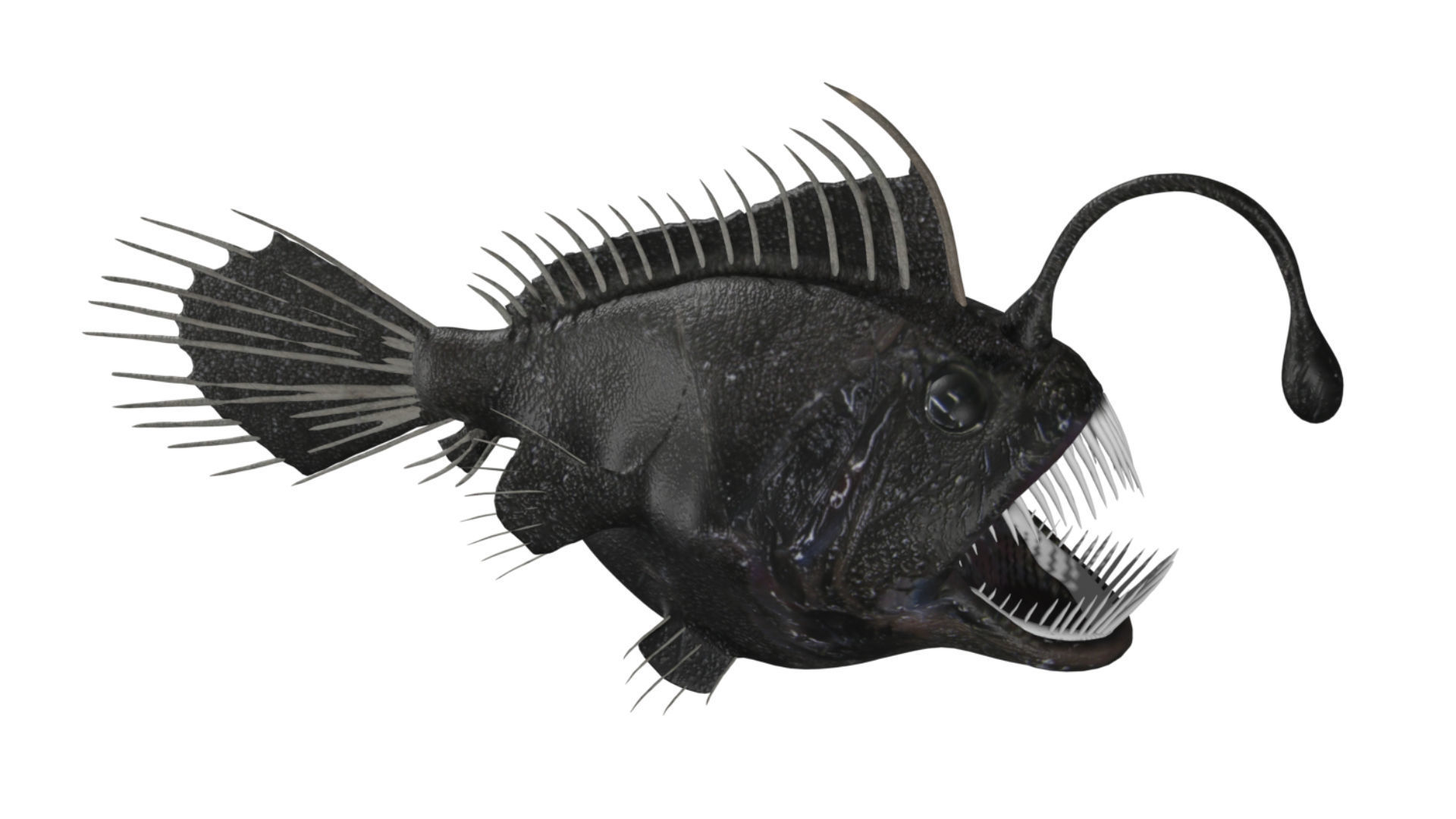 anglerfish fish Low-poly 3D model_1
