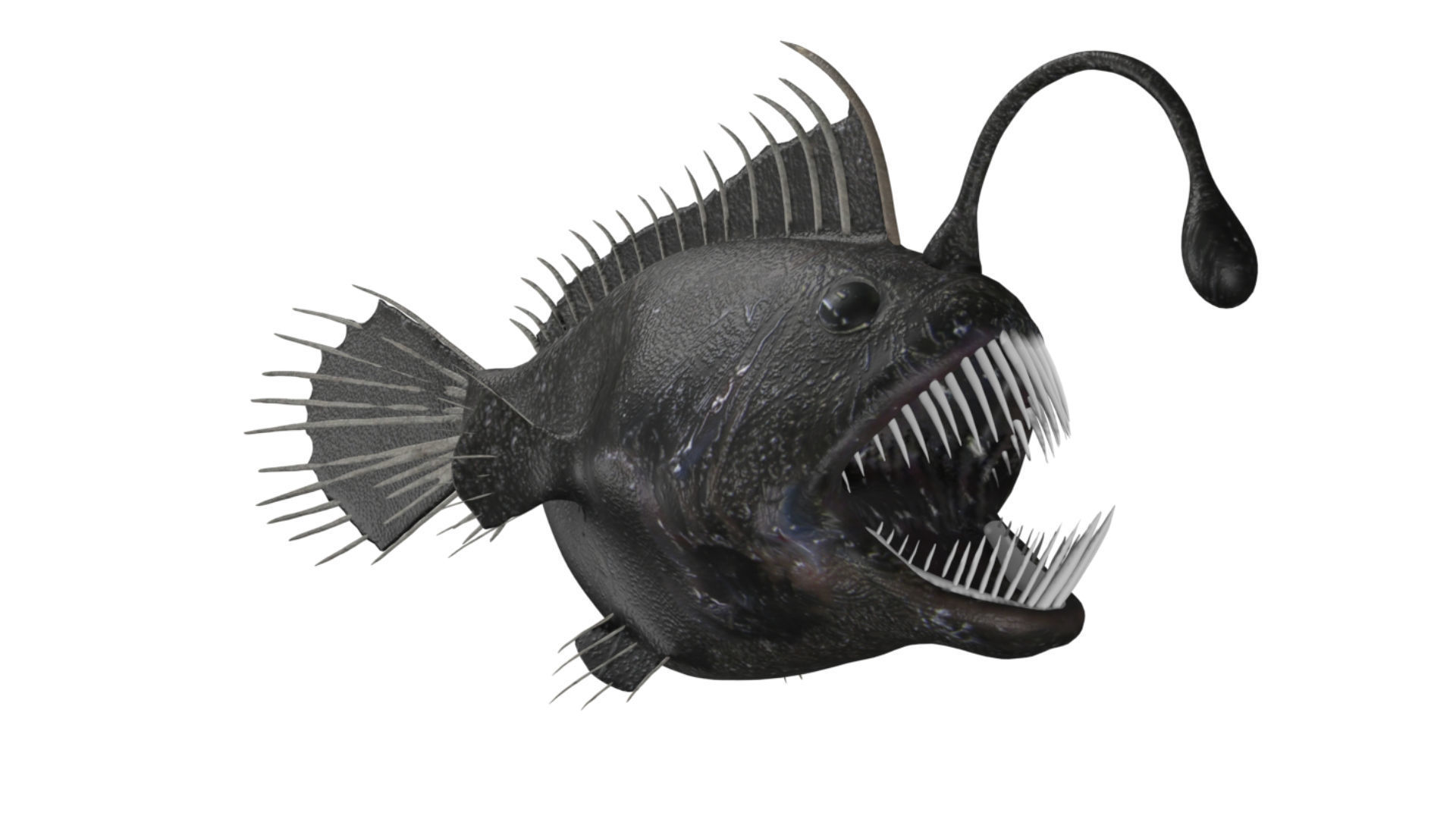 anglerfish fish Low-poly 3D model_3