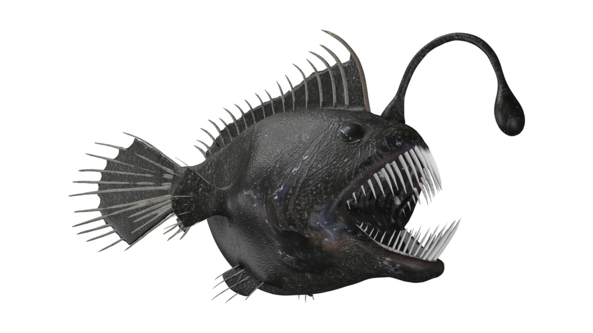 anglerfish fish Low-poly 3D model_6