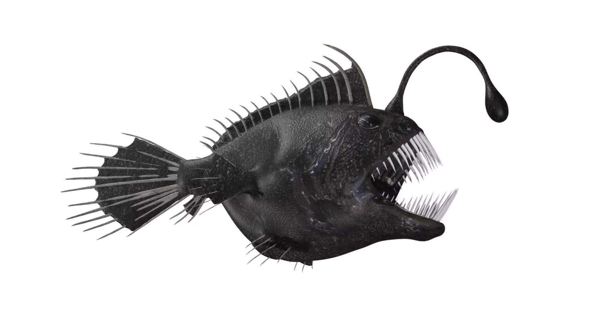 anglerfish fish Low-poly 3D model_0