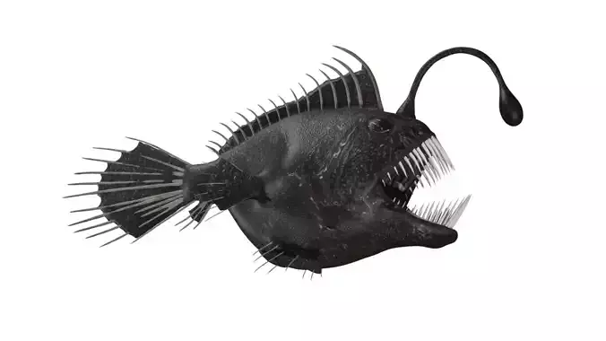 anglerfish fish Low-poly 3D model
