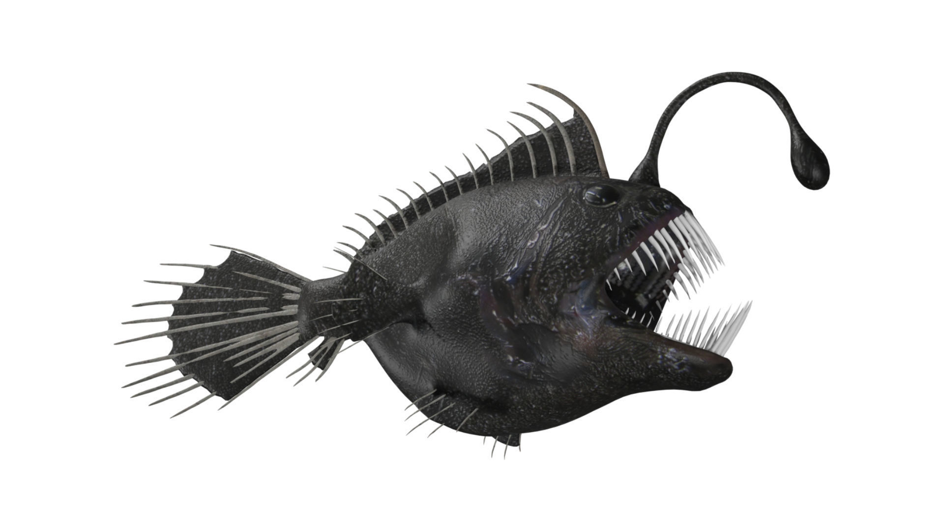 anglerfish fish Low-poly 3D model_5