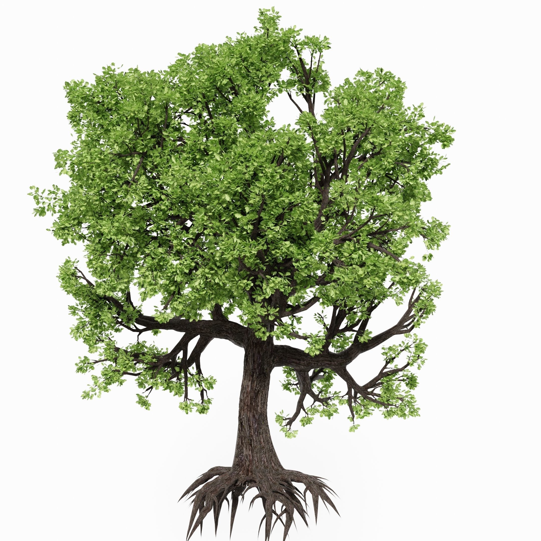 Oak-tree ver 0-0 3D model_4