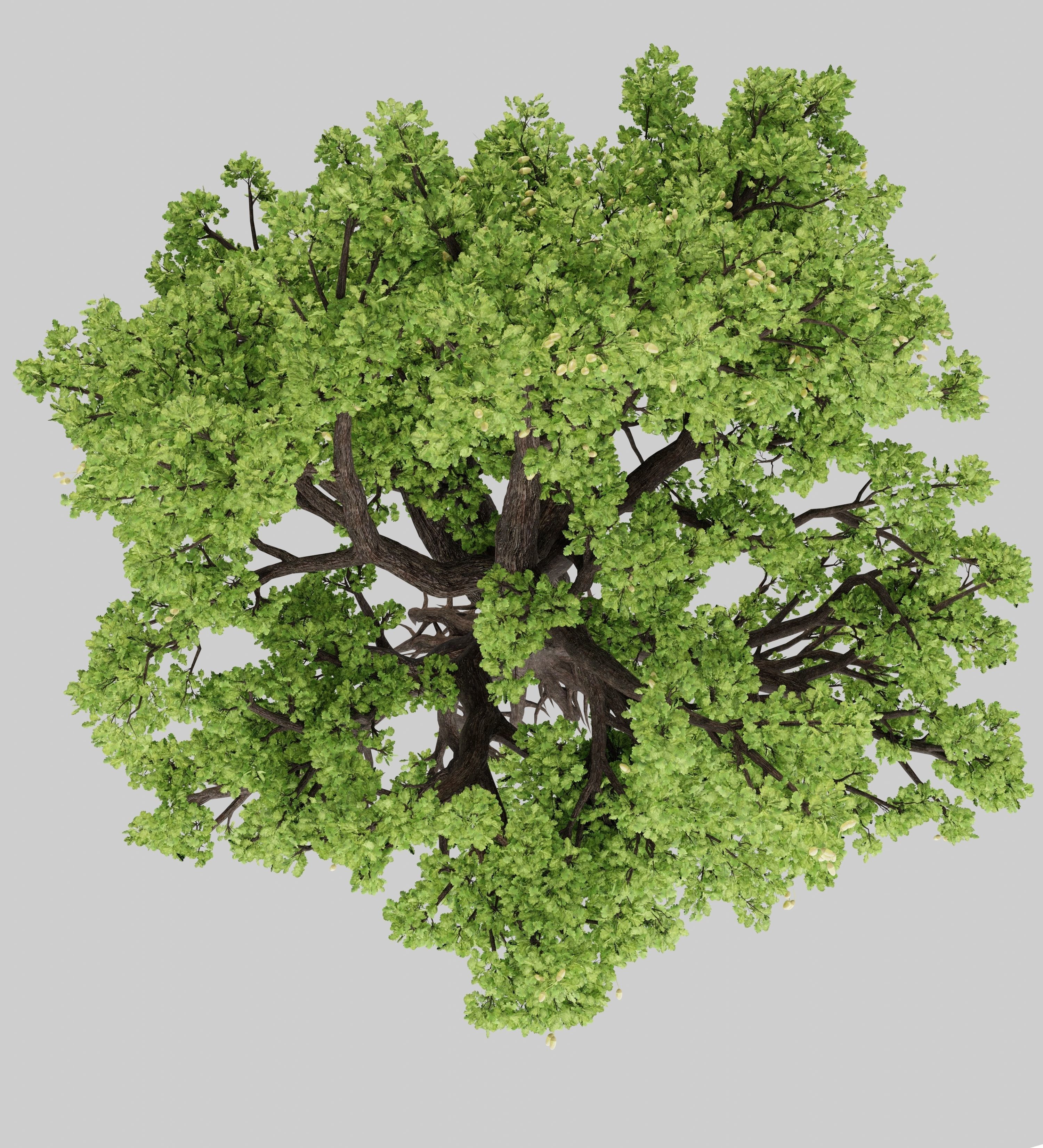 Oak-tree ver 0-0 3D model_10