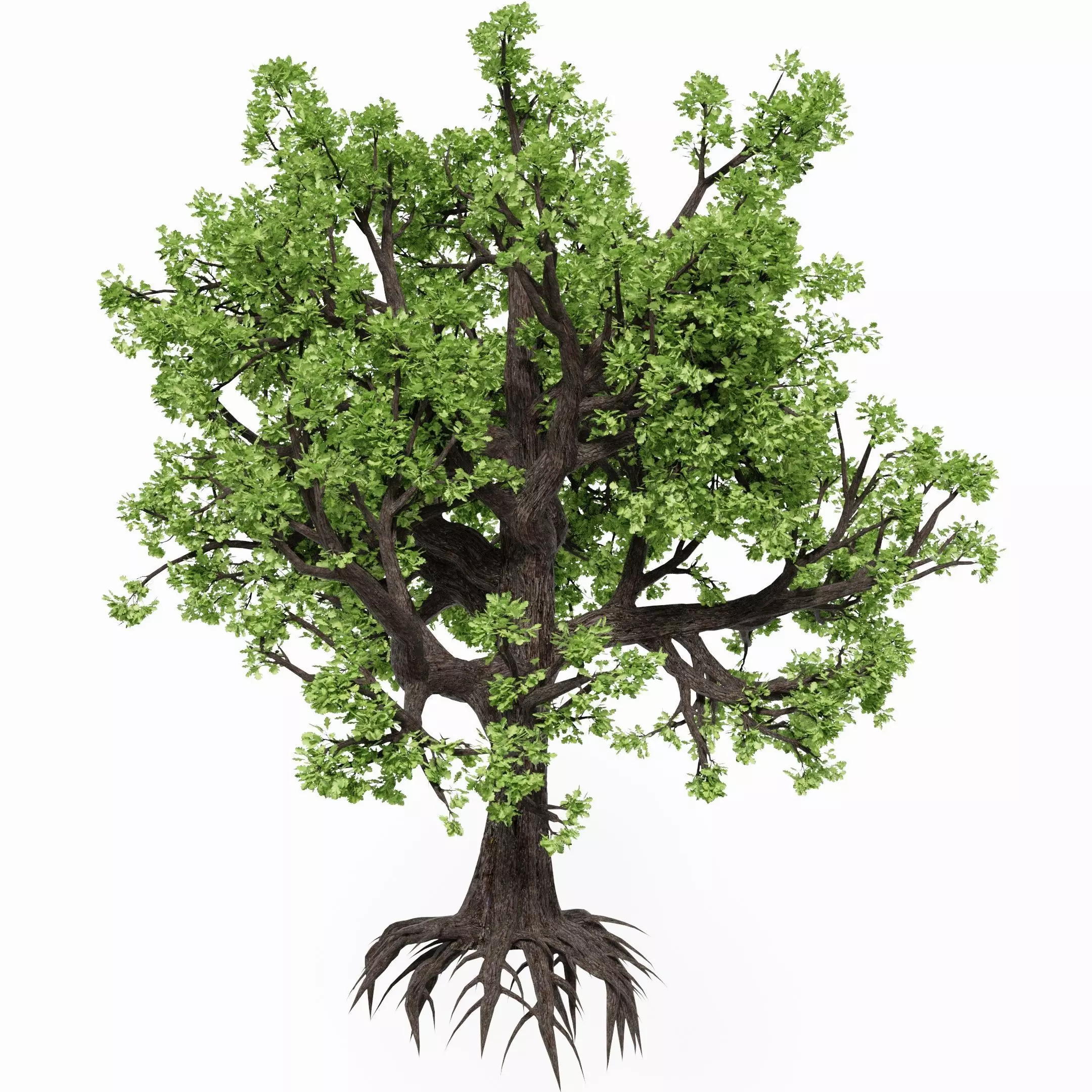 Oak-tree ver 0-0 3D model_0