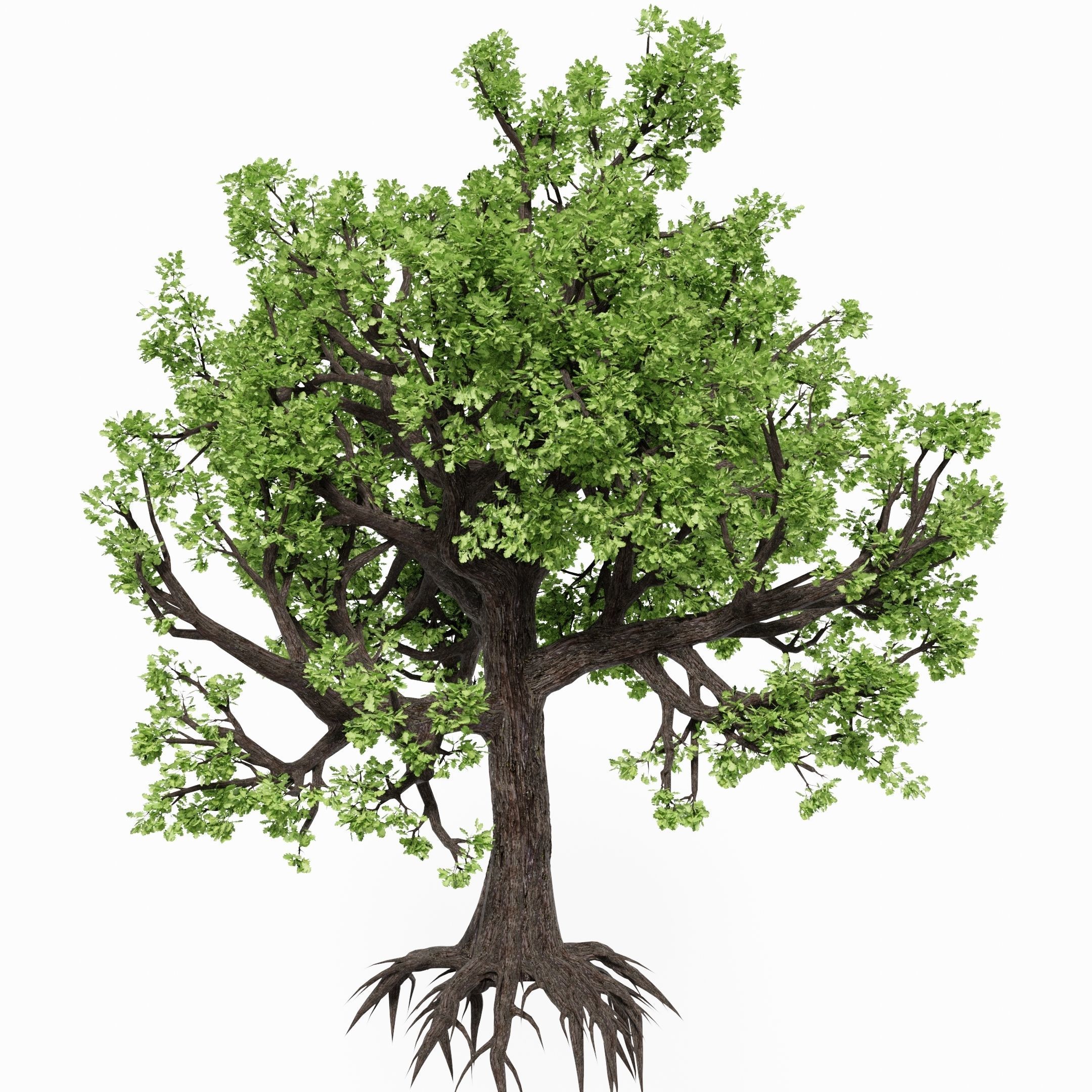 Oak-tree ver 0-0 3D model_2