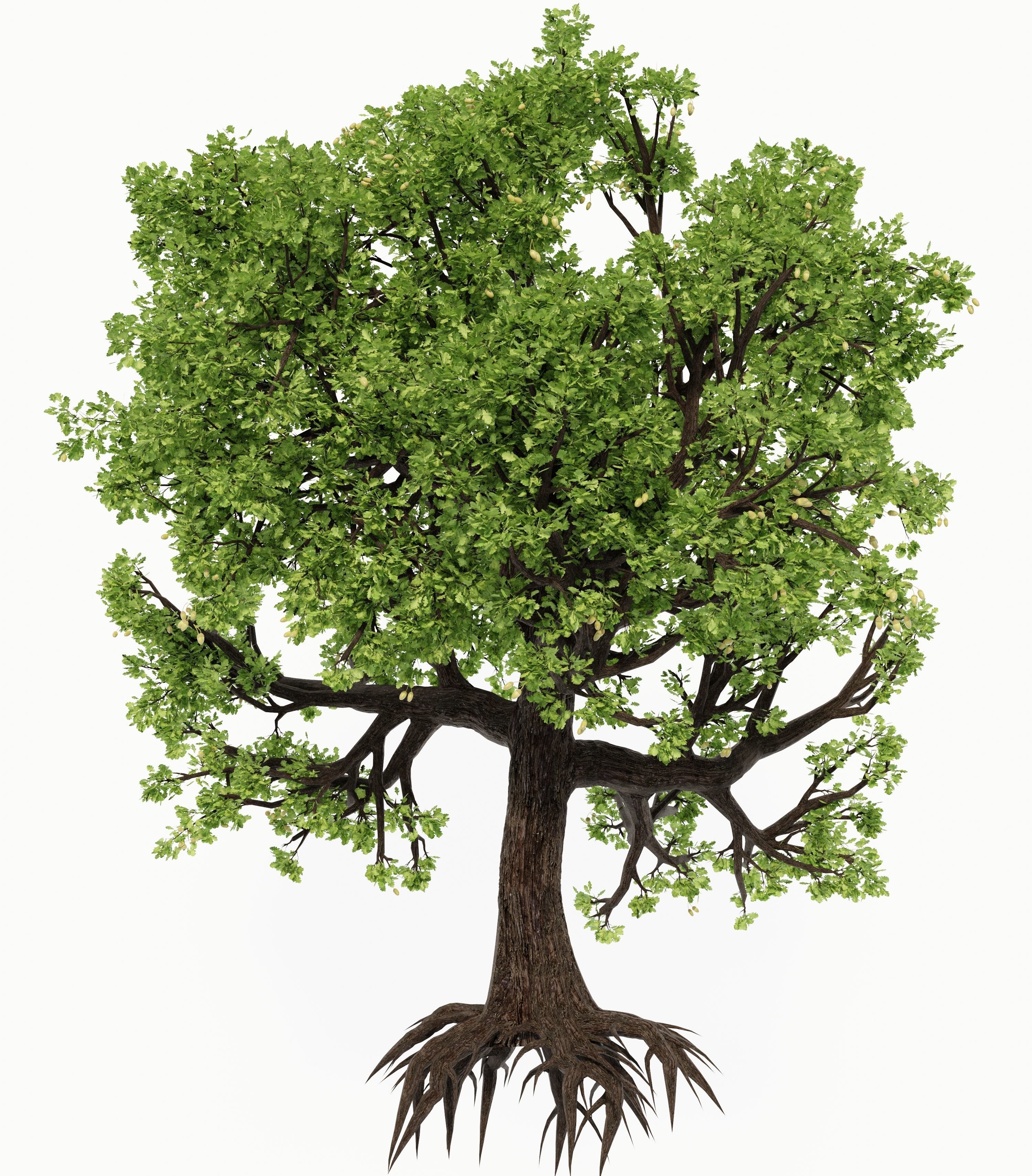 Oak-tree ver 0-0 3D model_7