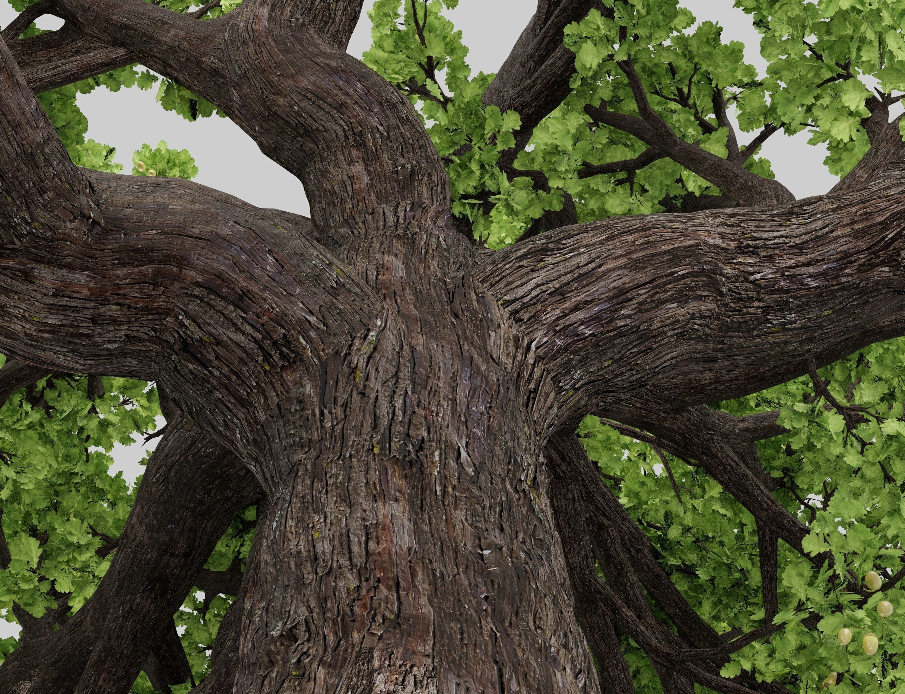 Oak-tree ver 0-0 3D model_11