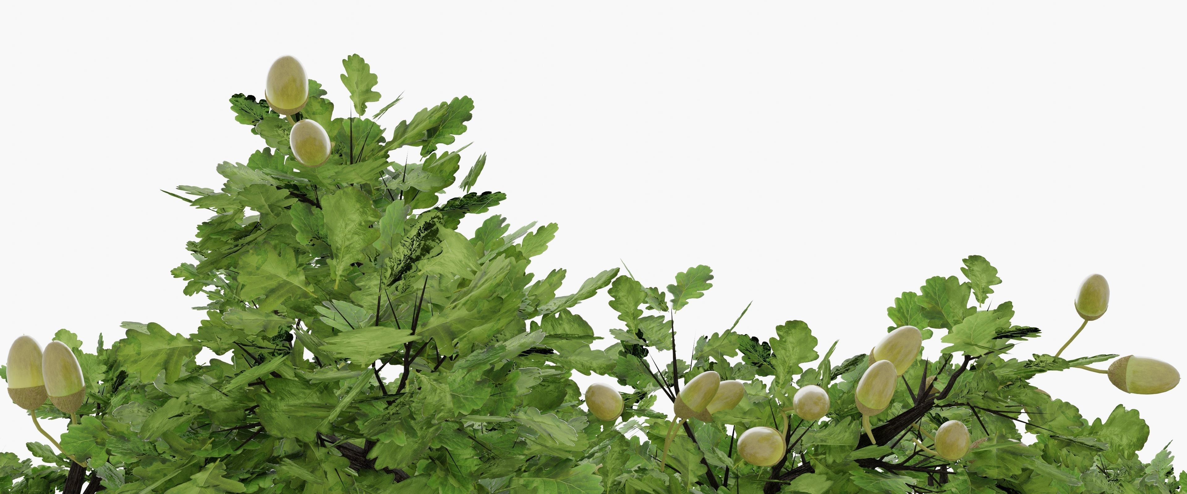 Oak-tree ver 0-0 3D model_9