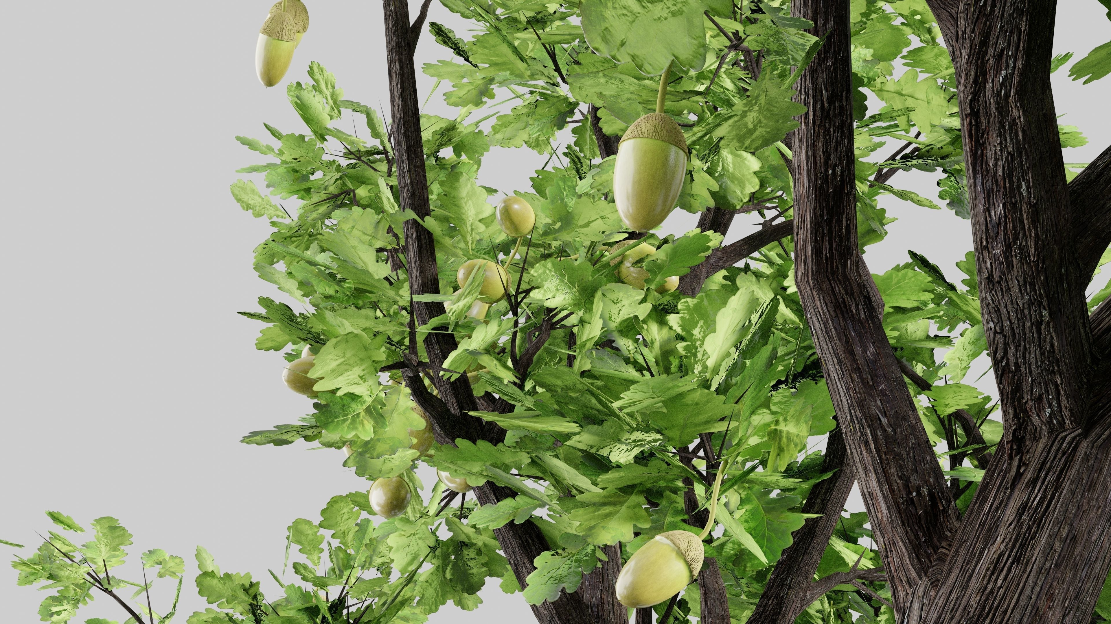 Oak-tree ver 0-0 3D model_5