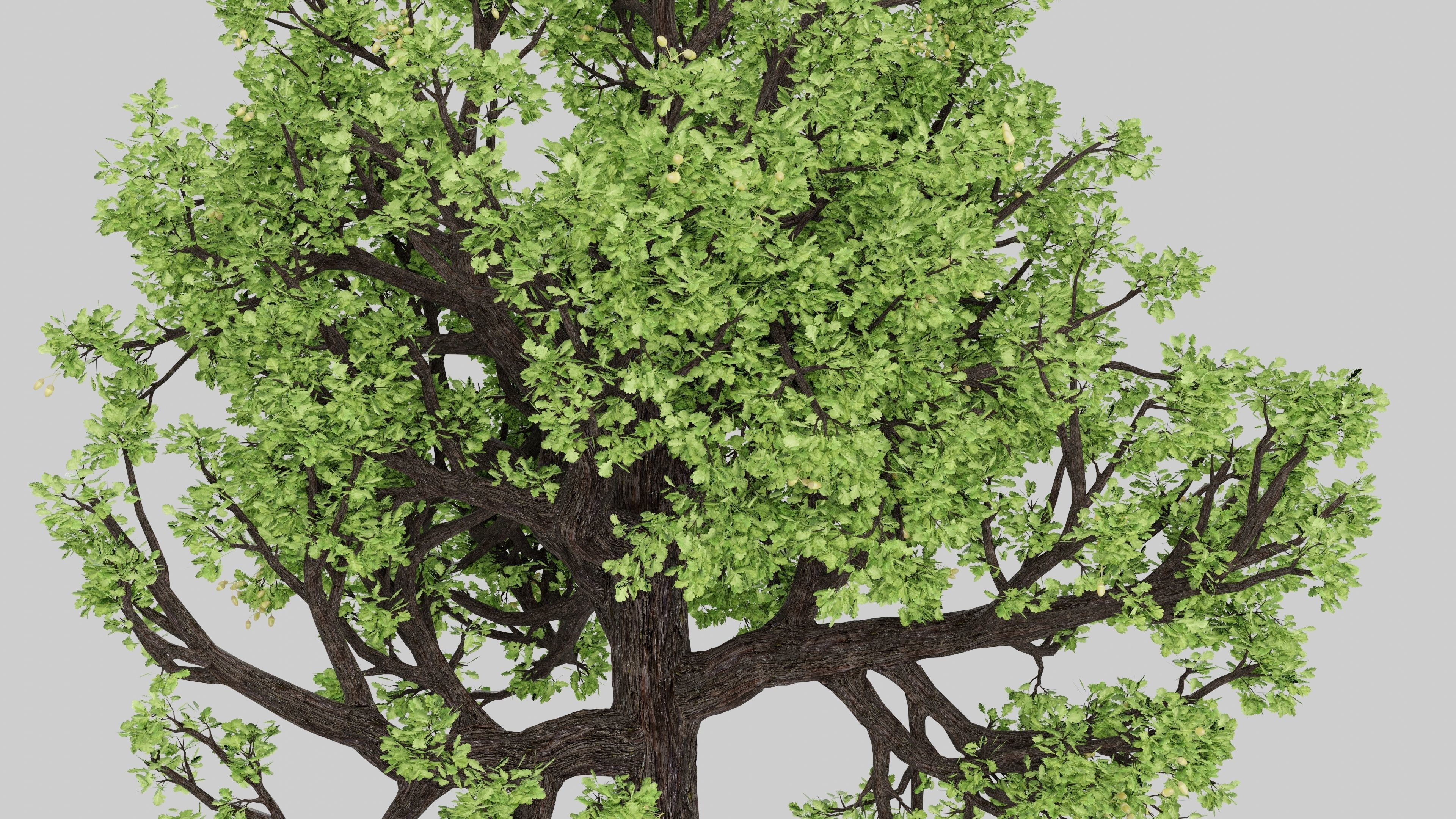 Oak-tree ver 0-0 3D model_6